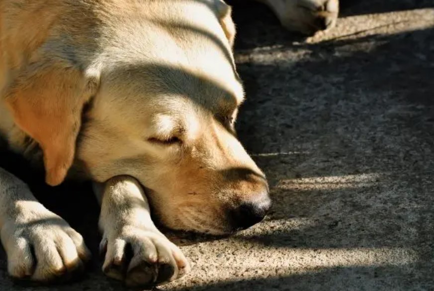 Canine Spondylosis – Degeneration of the Spine 12