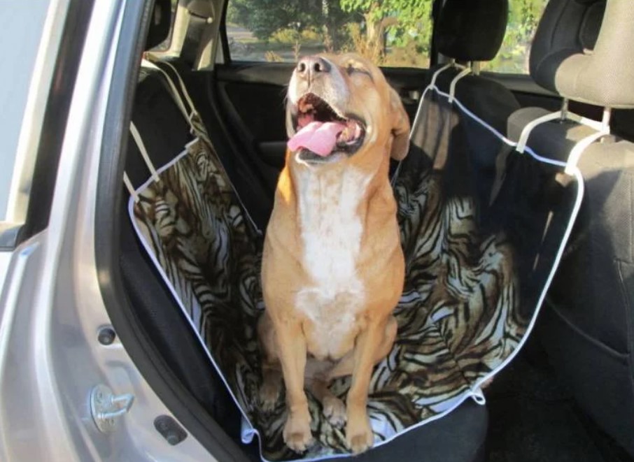 Dog in the Car When It's Hot - What to Do? 10 Dog in the Car When It's Hot - What to Do? 10