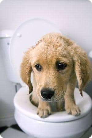 Constipation in the Dog - Now It's Getting Dangerous 15
