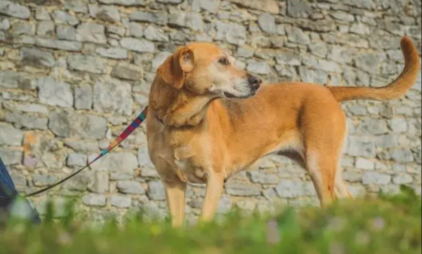 Canine Spondylosis – Degeneration of the Spine 14