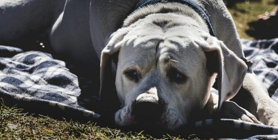 Canine Pancreatitis – When the Pancreas Becomes Inflamed 11 Canine Pancreatitis – When the Pancreas Becomes Inflamed 11