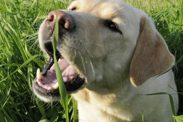 How Can You Protect Your Dog From Poison Baits? 12 How Can You Protect Your Dog From Poison Baits? 12