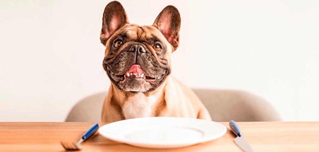 Food Allergy in Dogs 14 Food Allergy in Dogs 14