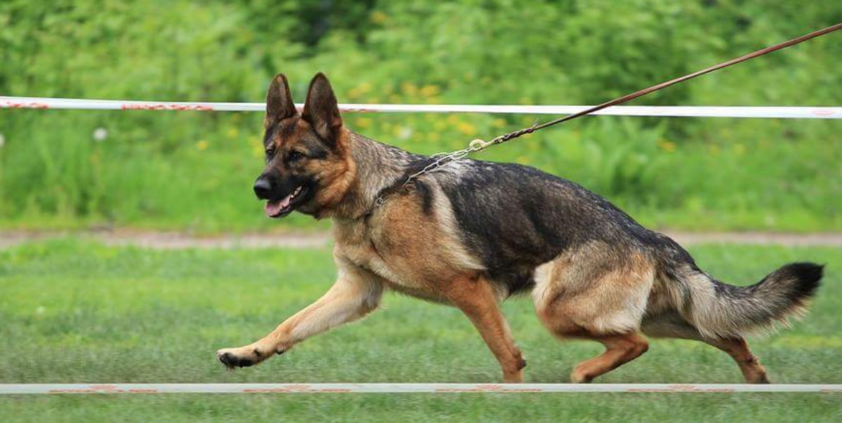 Hip Dysplasia in Dogs - All Information at a Glance 12 Hip Dysplasia in Dogs - All Information at a Glance 12