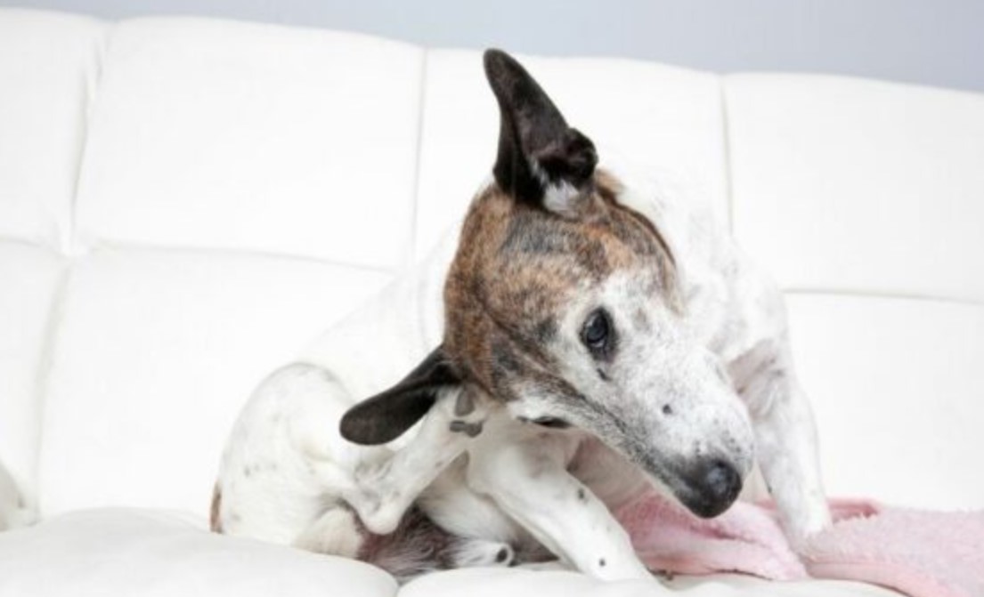 Ear Mites in Dogs 12 Ear Mites in Dogs 12