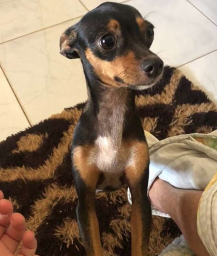 Megaesophagus in the Dog 13 Megaesophagus in the Dog 13