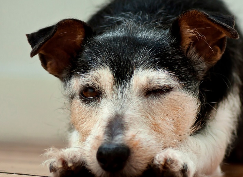 Canine Pancreatitis – When the Pancreas Becomes Inflamed 14 Canine Pancreatitis – When the Pancreas Becomes Inflamed 14