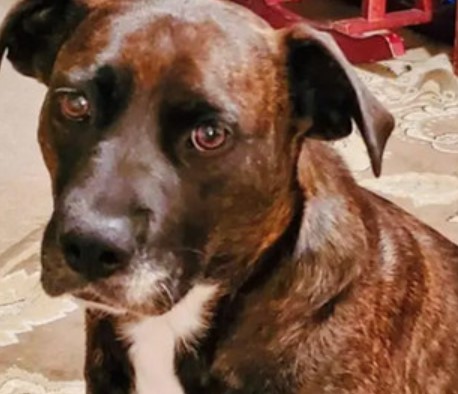 Diabetes in Dogs - Symptoms, Causes & Treatment 13 Diabetes in Dogs - Symptoms, Causes & Treatment 13