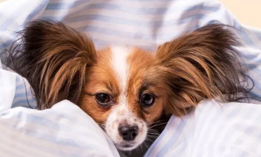 Dog Trembles: Disease or Harmless? 14 Dog Trembles: Disease or Harmless? 14