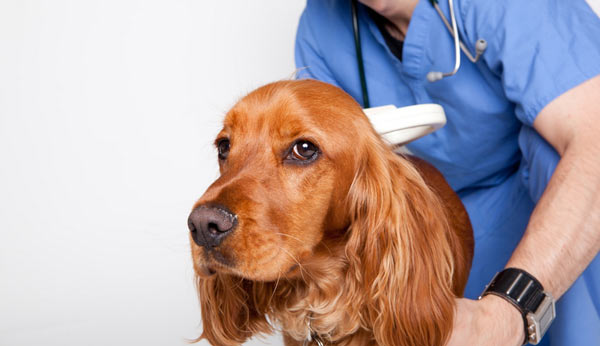Allergy in Dogs - Types, Symptoms and Treatment 11 Allergy in Dogs - Types, Symptoms and Treatment 11