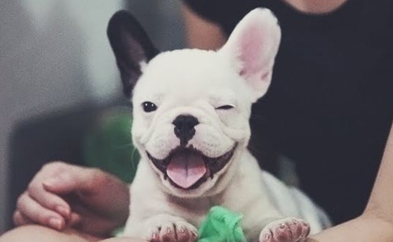 Dogs Wink - Meaning for You as a Dog Owner 11 Dogs Wink - Meaning for You as a Dog Owner 11