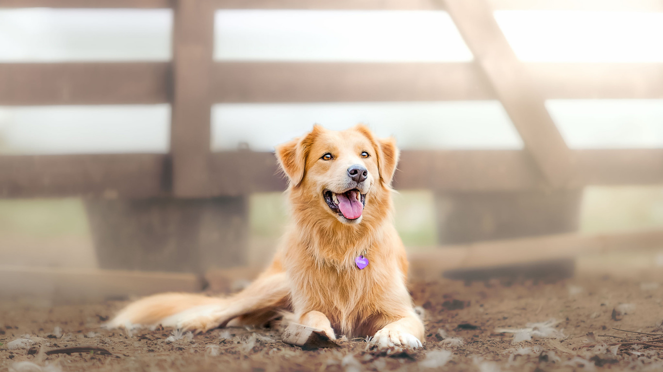 First Aid Kit for the Dog 11 First Aid Kit for the Dog 11