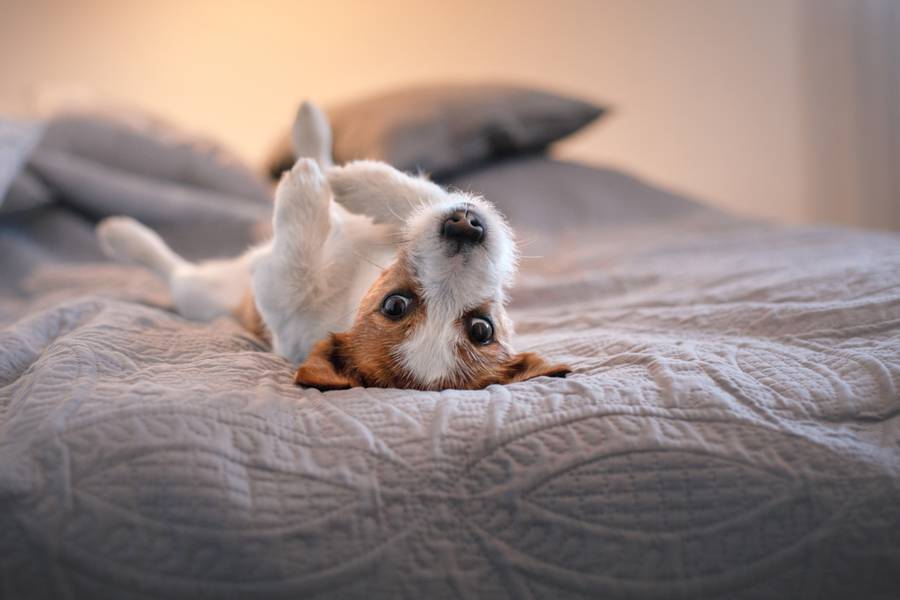 Hip Dysplasia in Dogs - All Information at a Glance 13 Hip Dysplasia in Dogs - All Information at a Glance 13