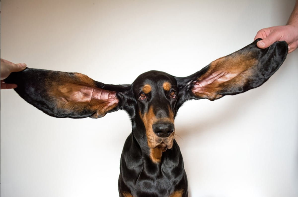 Ear Mites in Dogs 14 Ear Mites in Dogs 14