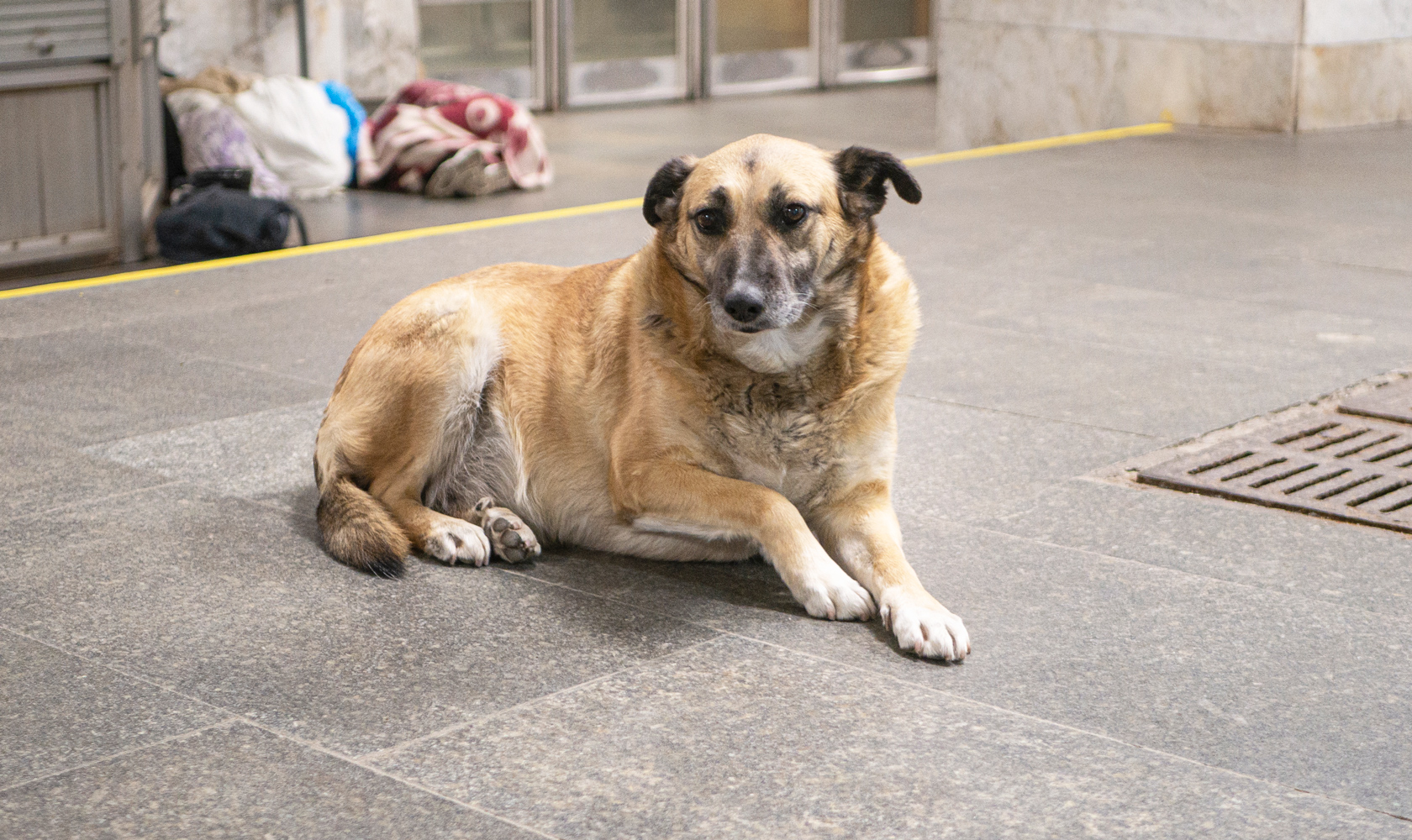 Canine Spondylosis – Degeneration of the Spine 13