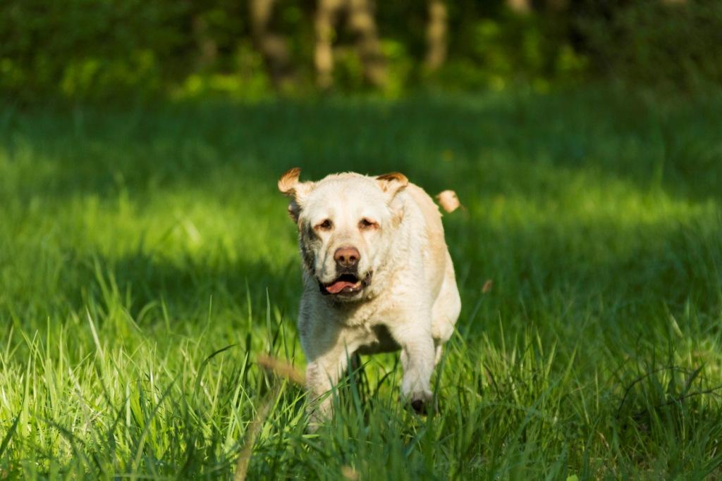 How Can You Protect Your Dog From Poison Baits? 14 How Can You Protect Your Dog From Poison Baits? 14
