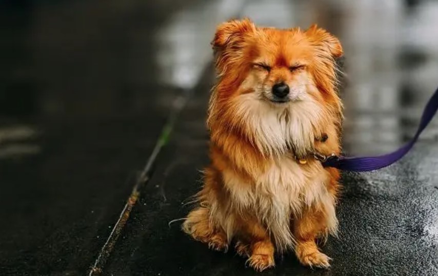 Dog Trembles: Disease or Harmless? 13 Dog Trembles: Disease or Harmless? 13