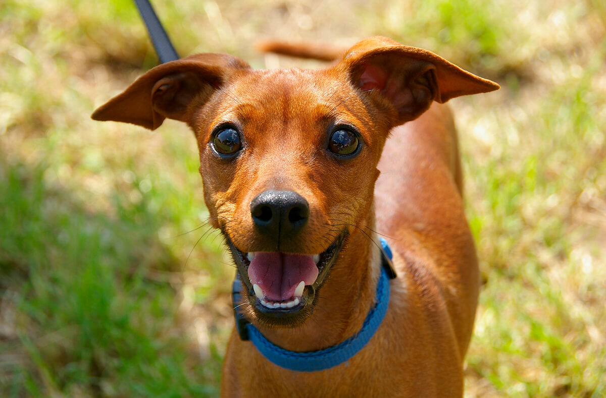 Dogs Wink - Meaning for You as a Dog Owner 13 Dogs Wink - Meaning for You as a Dog Owner 13