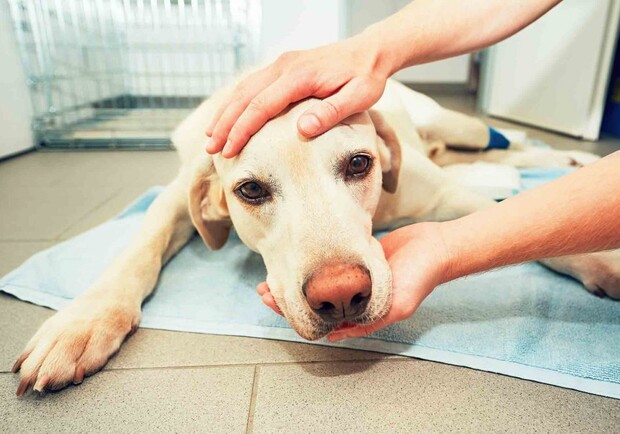 Canine Tumors - Symptoms & Treatment 11 Canine Tumors - Symptoms & Treatment 11