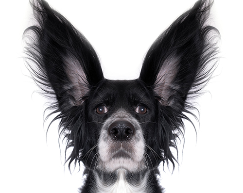 Ear Mites in Dogs 13 Ear Mites in Dogs 13