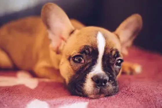 Dog Trembles: Disease or Harmless? 11 Dog Trembles: Disease or Harmless? 11