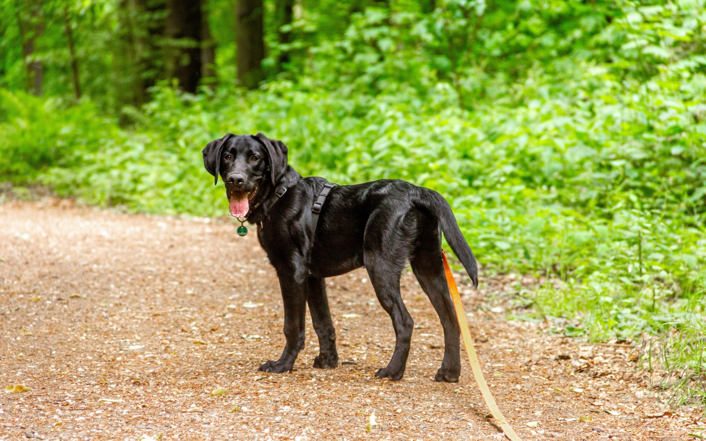 First Aid Kit for the Dog 12 First Aid Kit for the Dog 12