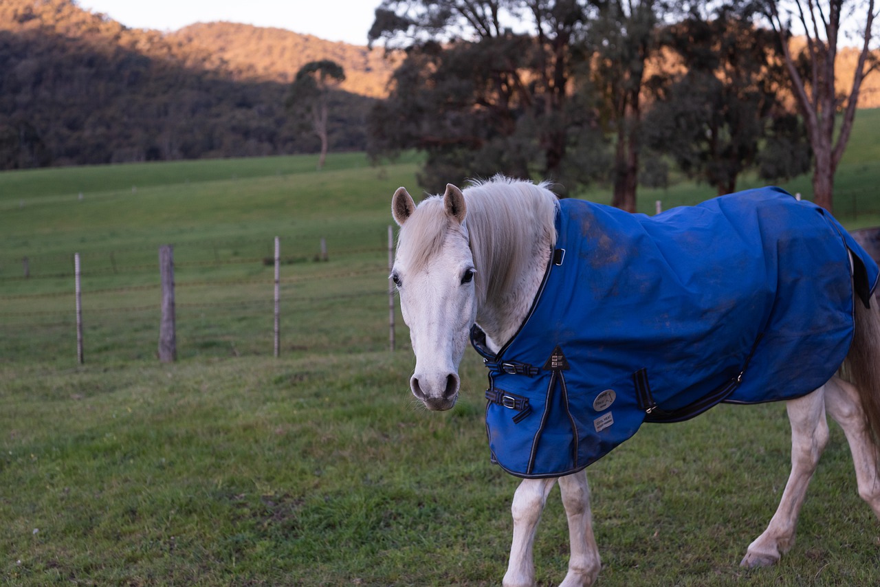 Horse Rug for Australian