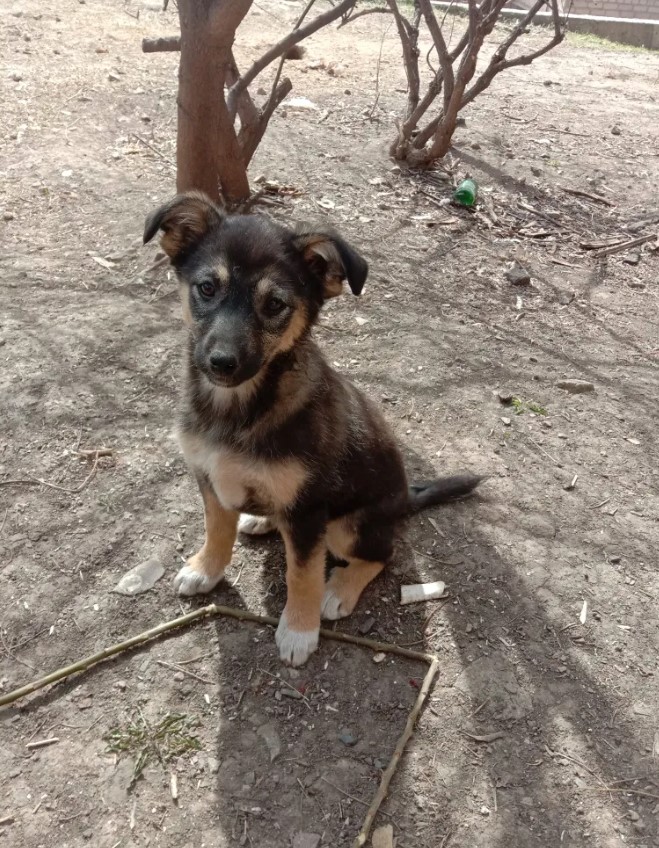 The Right Food for Puppies: You Should Pay Attention to This 12 The Right Food for Puppies: You Should Pay Attention to This 12