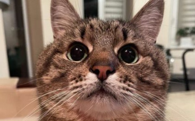 Help, My Cat is Peeing Next to the Litter Box 11 Help, My Cat is Peeing Next to the Litter Box 11