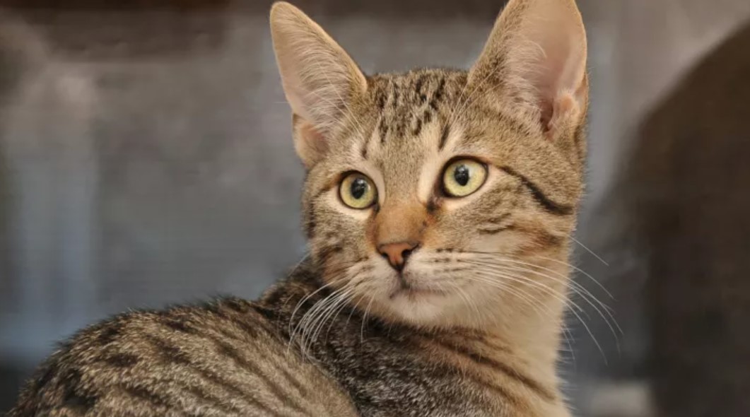 Does Your Cat Pee on Things That are on the Floor 5 Tips and Causes