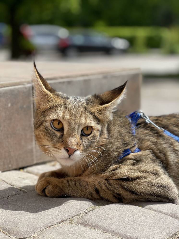 Breed Portrait: Chausie 11 Breed Portrait: Chausie 11