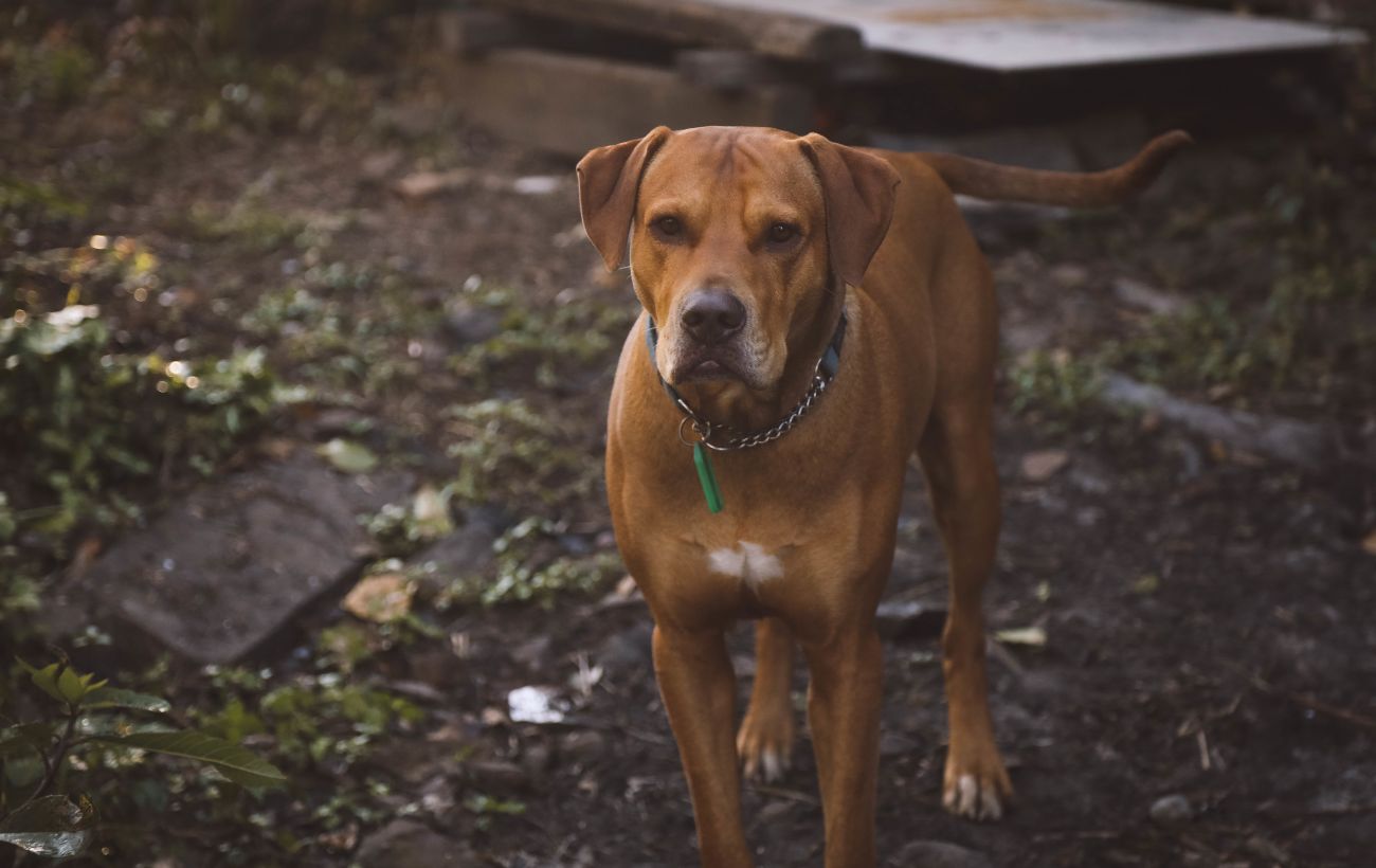 Joint Diseases in Dogs: Recognizing, Treating and Preventing 16 Joint Diseases in Dogs: Recognizing, Treating and Preventing 16