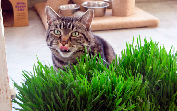 Cat Grass as a Supplement in Cat Nutrition - All Information at a Glance 11 Cat Grass as a Supplement in Cat Nutrition - All Information at a Glance 11