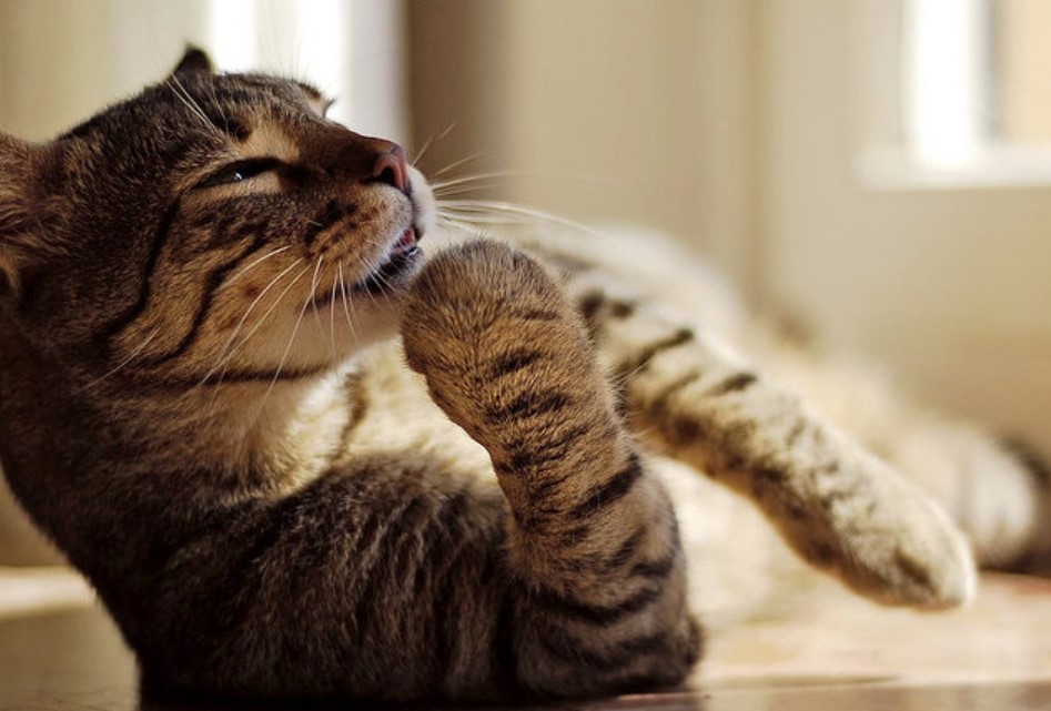 Toxic Foods for Cats 11 Toxic Foods for Cats 11