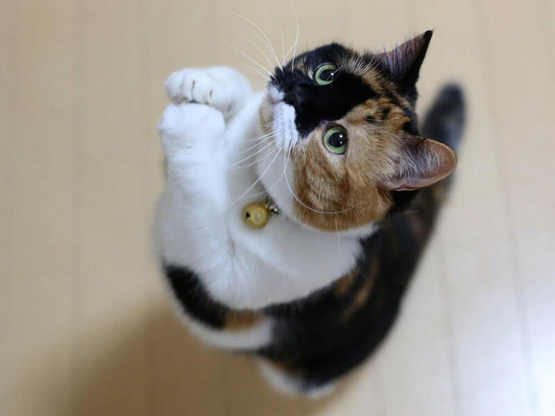 What Actually is Good Cat Food? 13