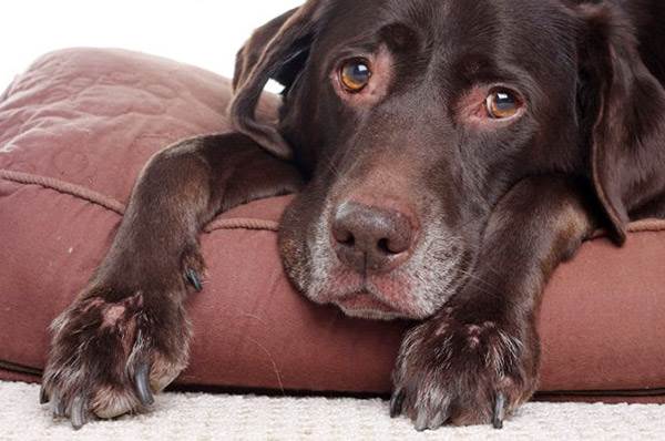 How Can I Help My Dog with Osteoarthritis? 11 How Can I Help My Dog with Osteoarthritis? 11