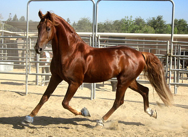 Horse Breed: American Saddlebred 7