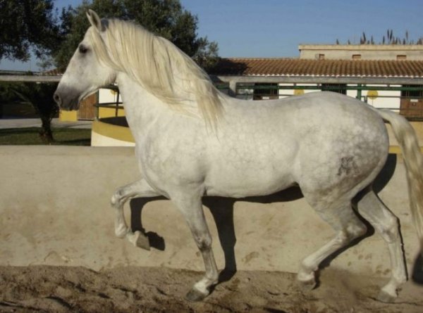 Horse Breed: Andalusian Horse 10