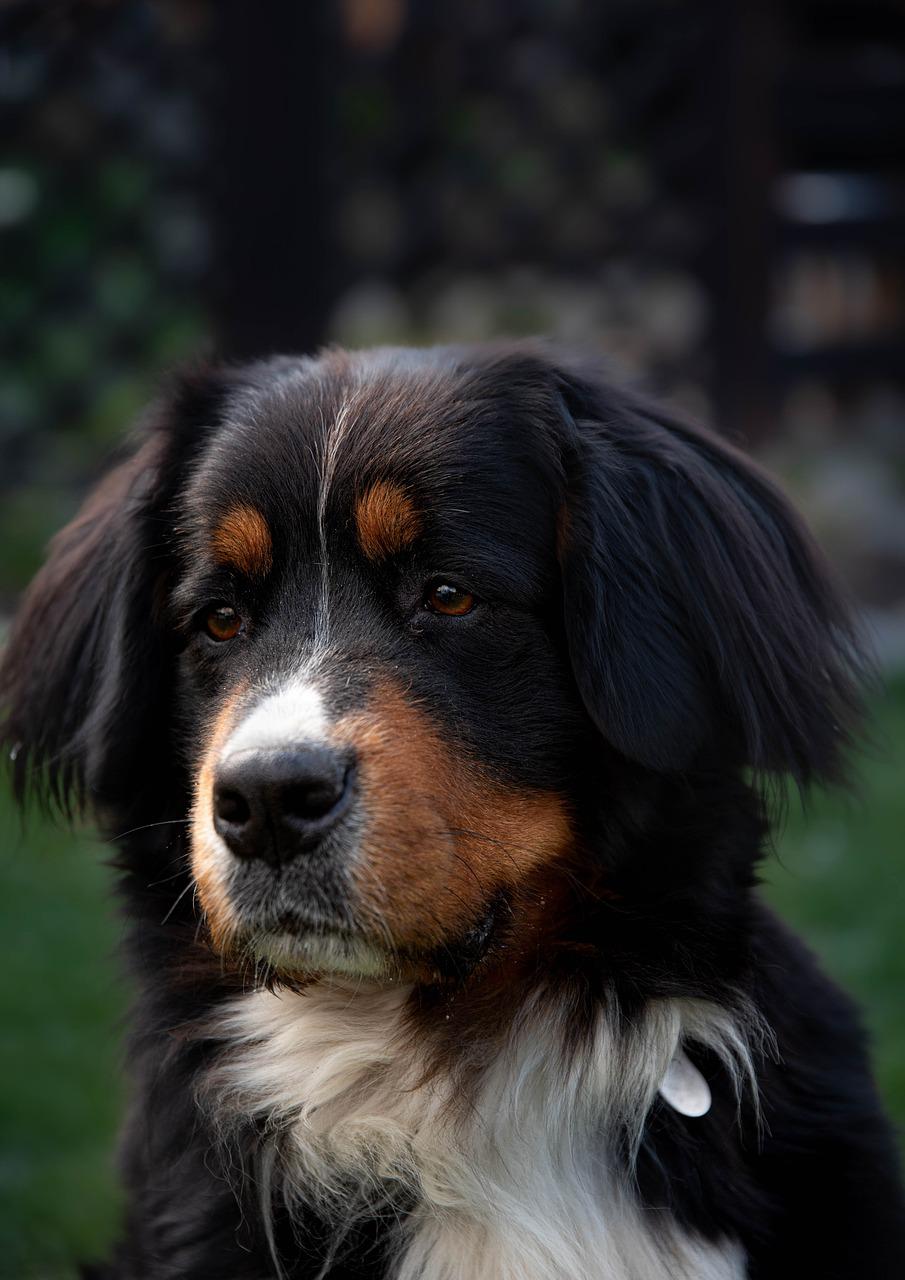 Bladder Stones in Dogs 11 Bladder Stones in Dogs 11