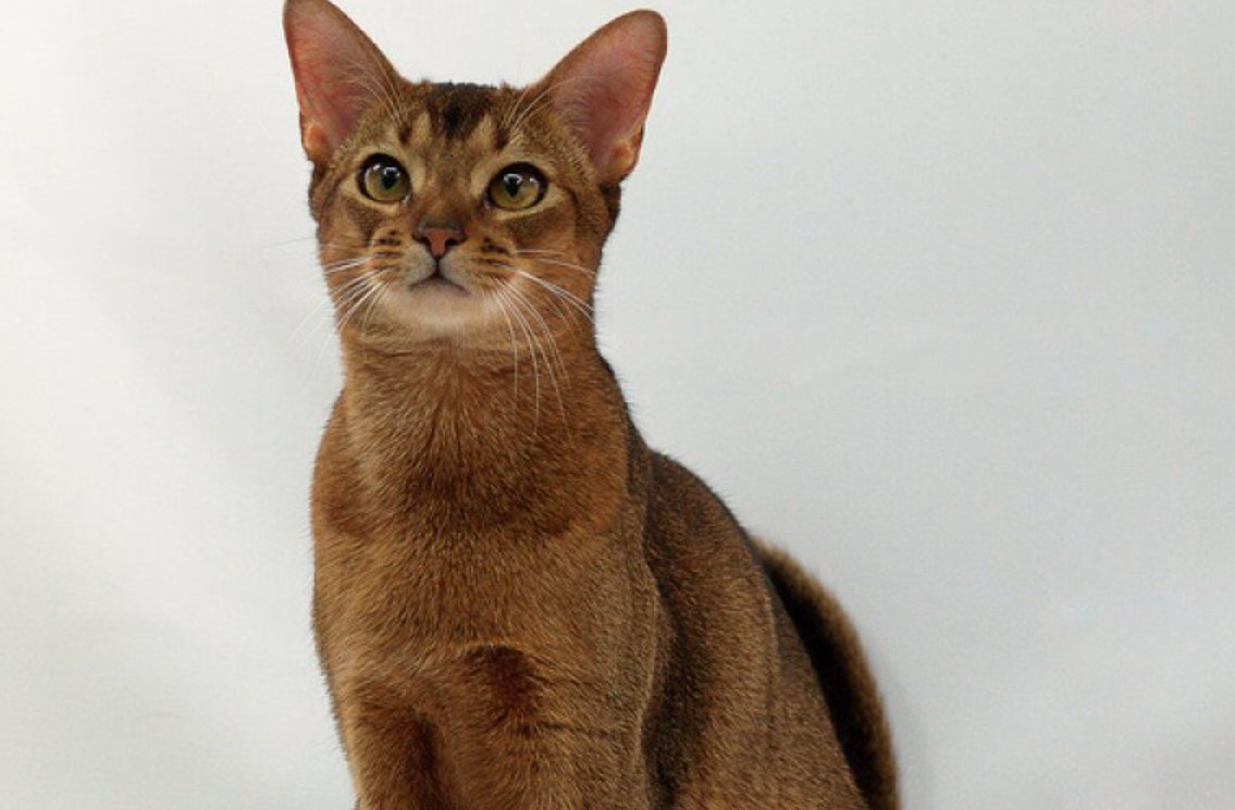 Abyssinian Cat: All You Need To Know 14 Abyssinian Cat: All You Need To Know 14