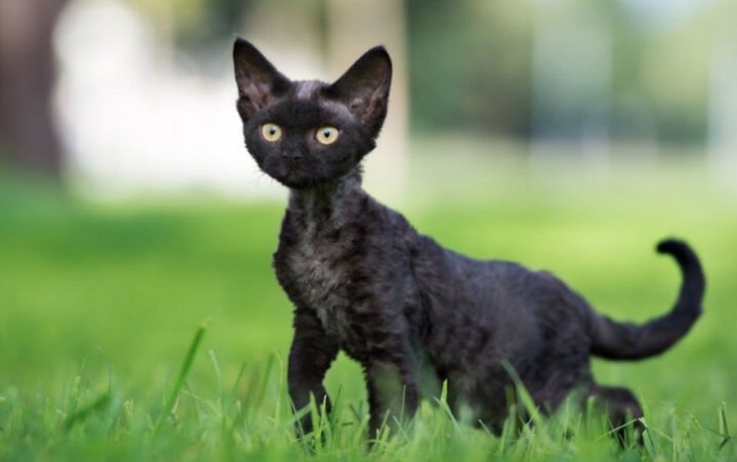 Breed Portrait: Devon Rex 14