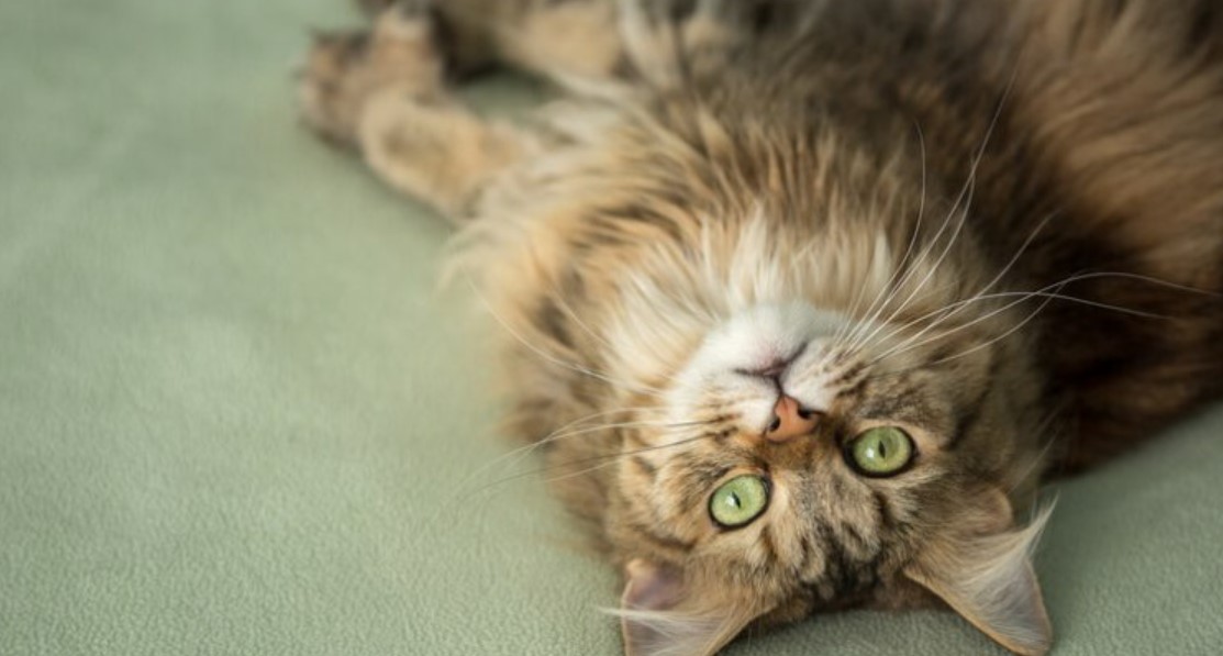 Breed Portrait: Maine Coon 12