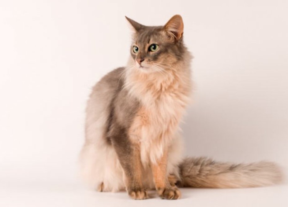Breed Portrait: Somali Cat 12 Breed Portrait: Somali Cat 12
