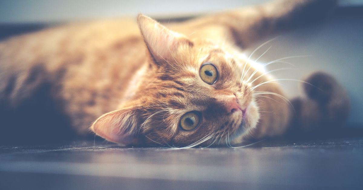 If the Cat Suddenly Defecates in the Apartment: 5 Emergency Tips 11 If the Cat Suddenly Defecates in the Apartment: 5 Emergency Tips 11