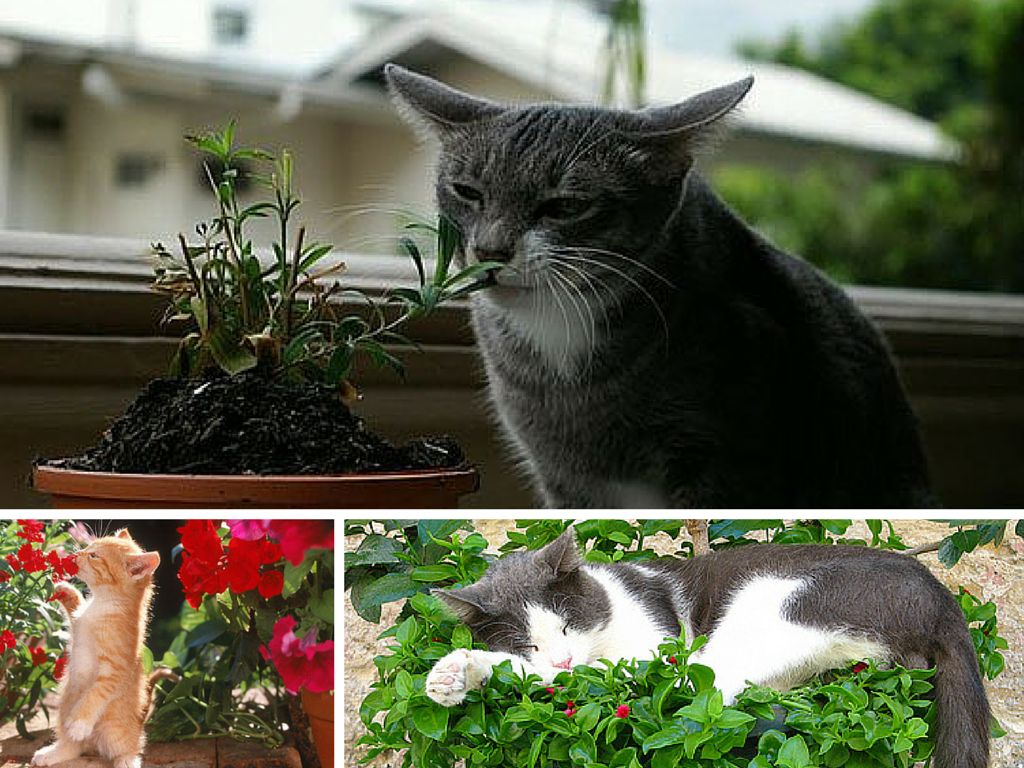 Guide: Cats and Plants 12 Guide: Cats and Plants 12