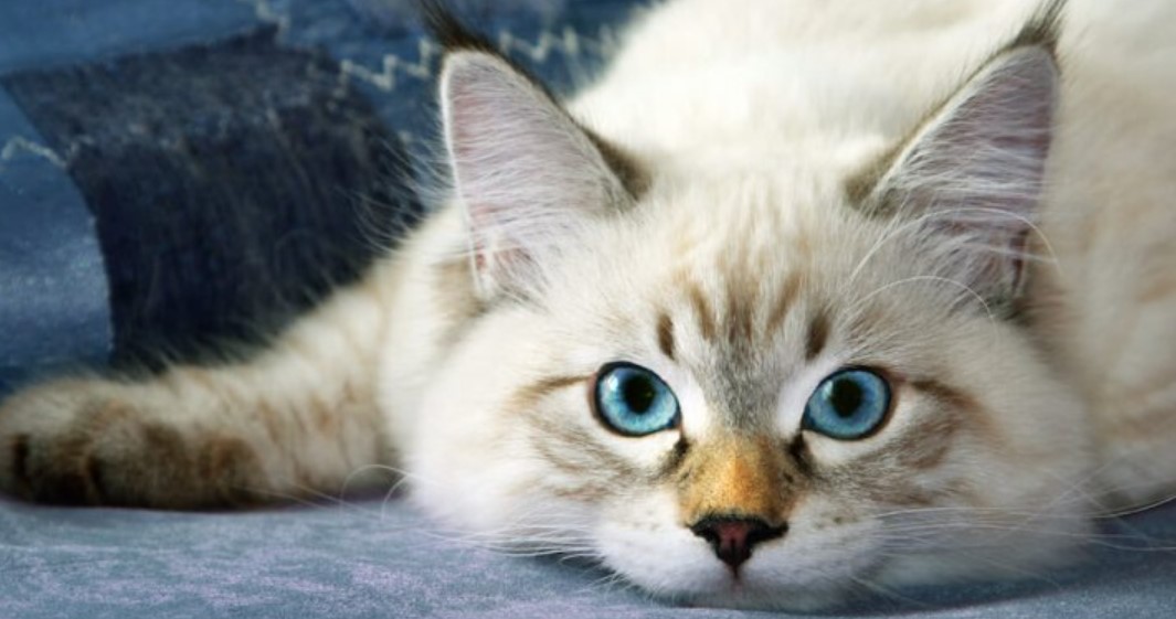 Breed Portrait: Neva Masquerade 12