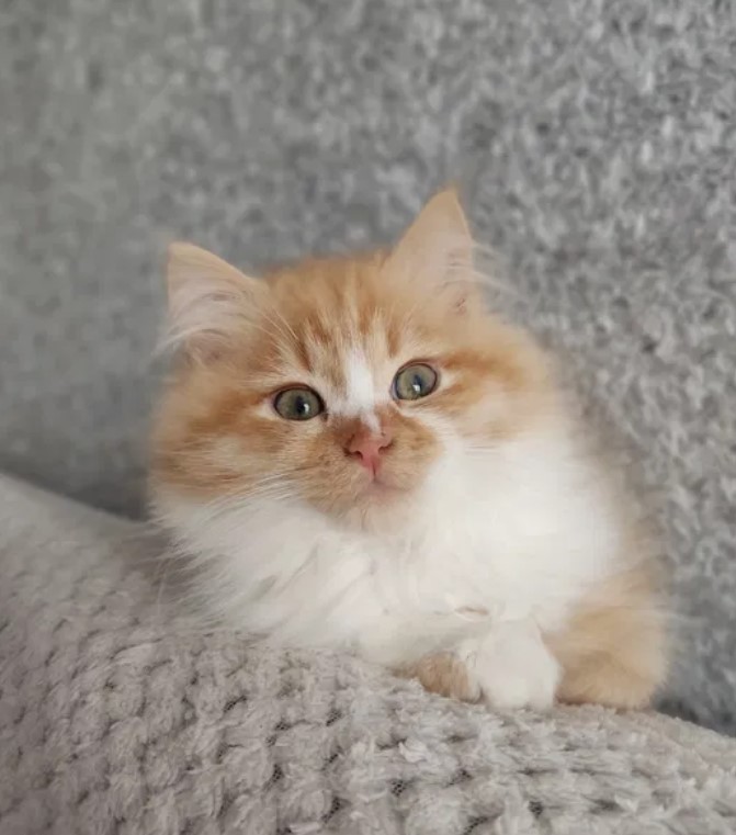 Breed Portrait: Siberian Сat 14 Breed Portrait: Siberian Сat 14