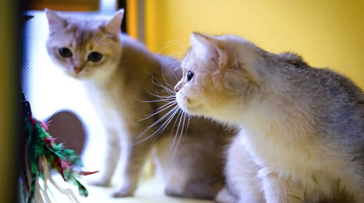 Breed Portrait: Burmilla 16 Breed Portrait: Burmilla 16