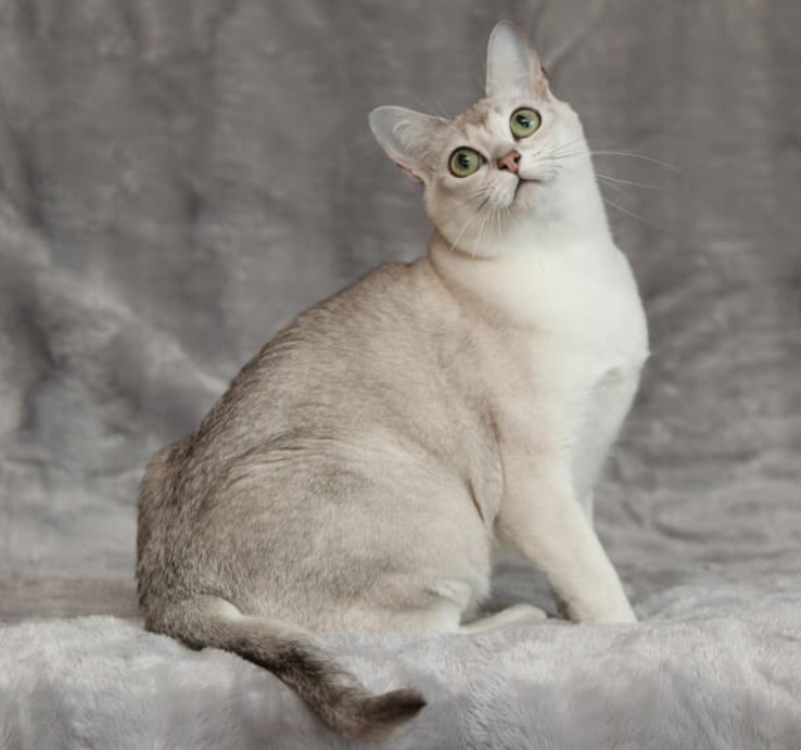 Breed Portrait: Burmilla 14 Breed Portrait: Burmilla 14