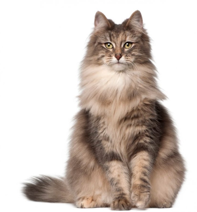Breed Portrait: Norwegian Forest Cat 14